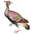 bird 2